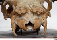  Skull Mouflon Ovis orientalis head horns skull 0040.jpg